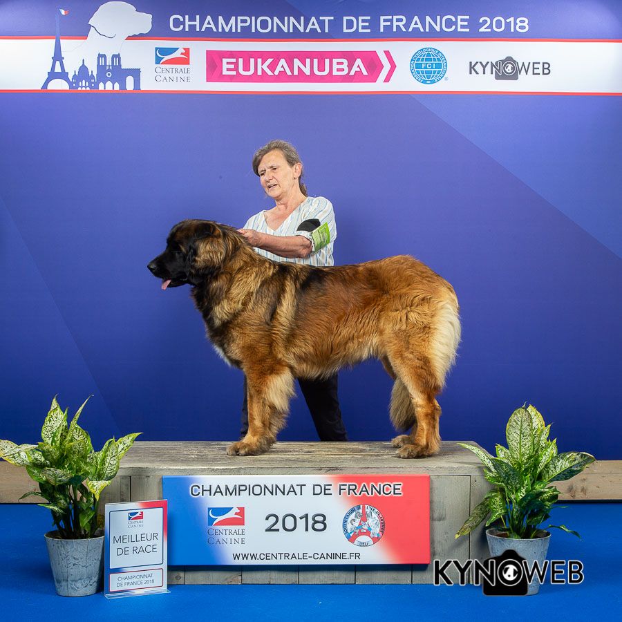 du pin aux cinq aiguilles - Mandoline Championne de France 2018 !