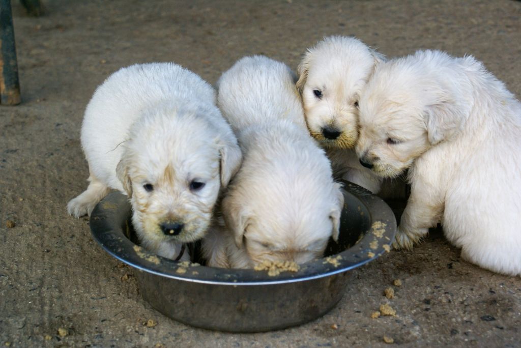 du pin aux cinq aiguilles - photos des bébés Ilyan et Icy