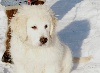  -  encore de belles photos de Guss à  la neige