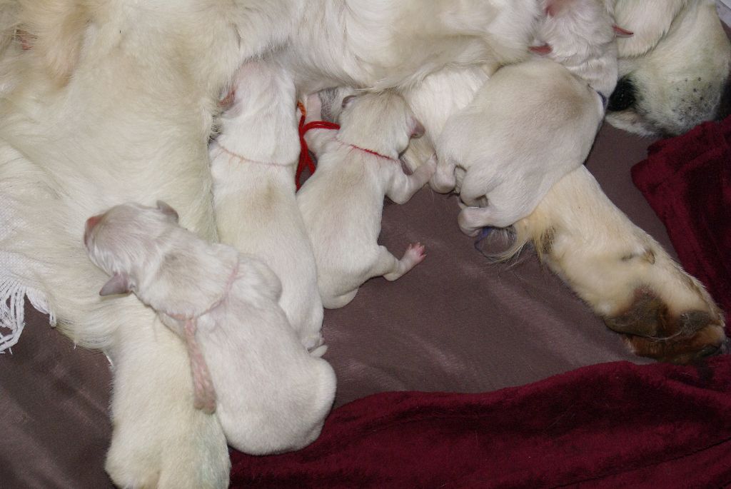 du pin aux cinq aiguilles - NAISSANCE DES CHIOTS GOLDEN FEVRIER 2016