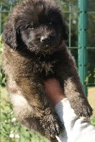 CHIOT  turquoise OURAGAN  